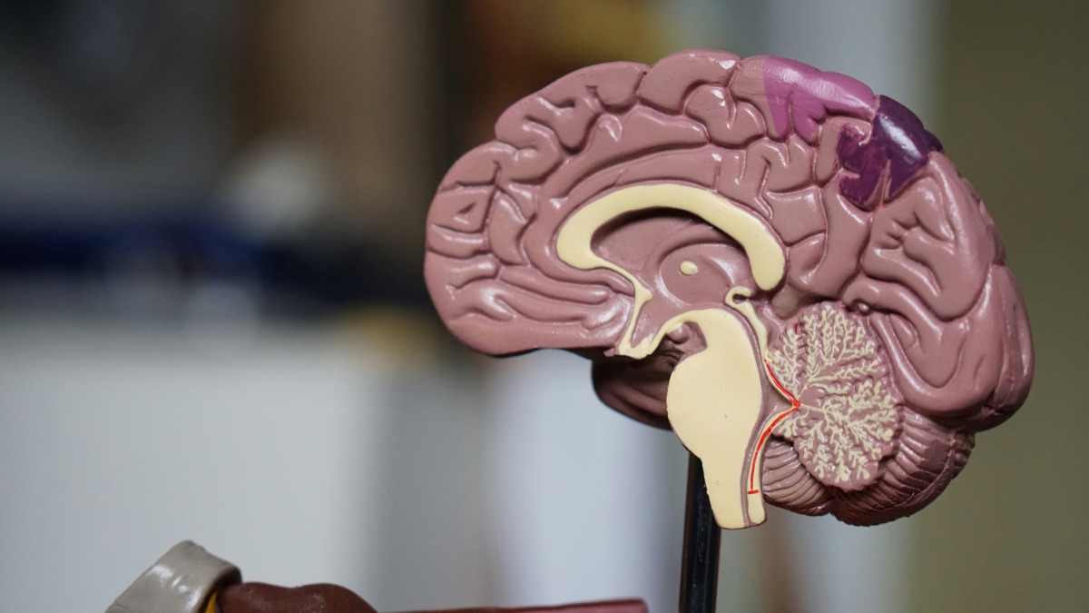 Neural network cognitive science backdrop